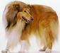 collie_rough_2
