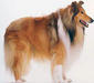 collie_rough_3