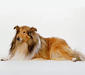 collie_rough_4