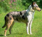 collie_smooth_3