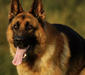 deutscher_schaferhund_1