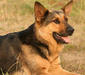 deutscher_schaferhund_2