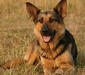 deutscher_schaferhund_3