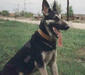 east_european_shepherd_dog_1