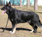 east_european_shepherd_dog_2