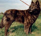 hollandische_schaferhund_1