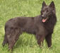 hollandische_schaferhund_2
