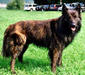 hollandische_schaferhund_3