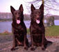 kelpie_1