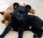 kelpie_2