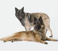 malinois
