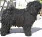 puli_2