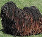 puli_3