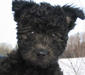 pumi_2