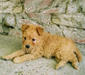 pumi_4
