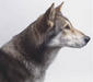 saarloos_wolfhound_1