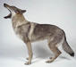 saarloos_wolfhound_2