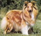 shelty_1