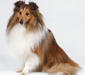 shelty_2
