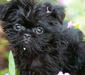affenpinscher_1