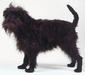 affenpinscher_2