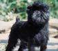 affenpinscher_3