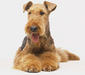 airedale_terrier_3