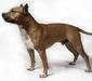 american_staffordshire_terrier_1