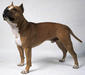 american_staffordshire_terrier_2