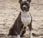 american_staffordshire_terrier_3