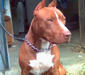 american_staffordshire_terrier_4