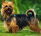 australian_terrier_1