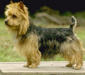 australian_terrier_3