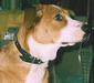 austrian_pinscher_1