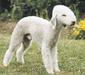 bedlington_terrier_1
