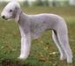 bedlington_terrier_2
