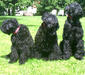 black_russian_terrier_2