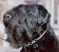 black_russian_terrier_3