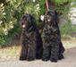 black_russian_terrier_4