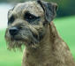 border_terrier_1