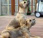 border_terrier_2