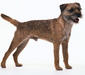 border_terrier_3