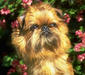 brussels_griffon_1