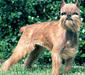 brussels_griffon_2