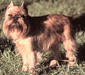 brussels_griffon_3
