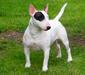 bull_terrier_1