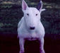bull_terrier_2
