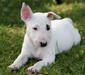 bull_terrier_3