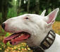 bull_terrier_4