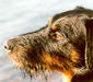deutscher_jagdterrier_1